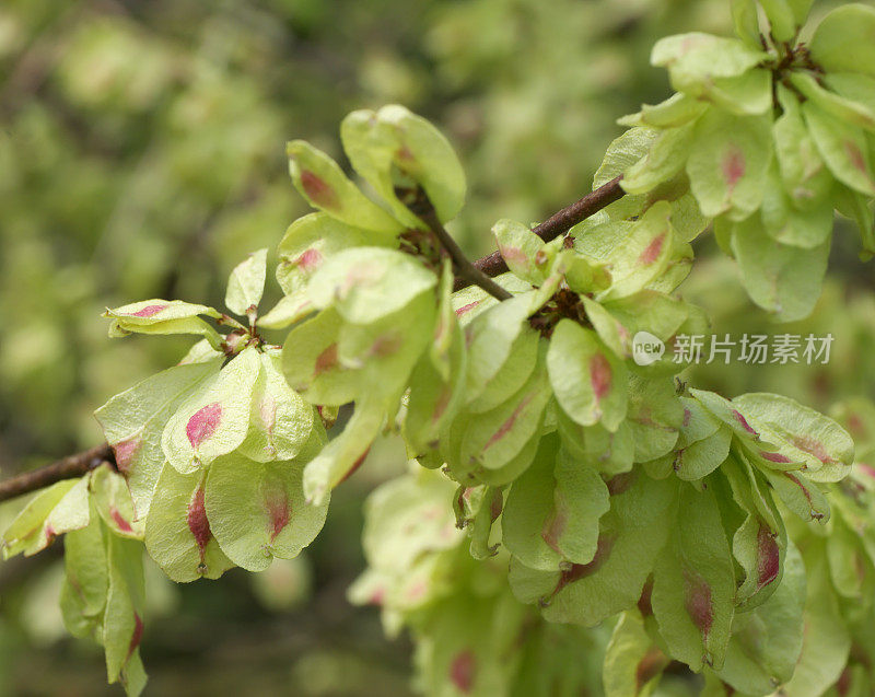 榆树(Ulmus glabra)果实